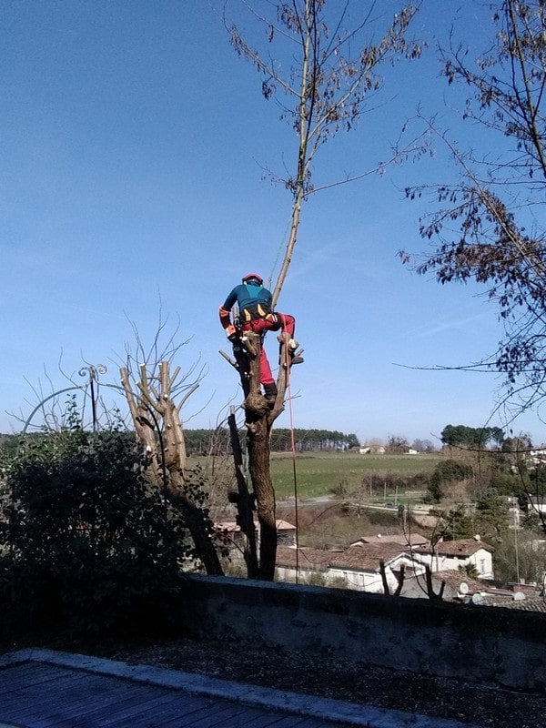 devis élagage à Grignols par Gimat Paysage