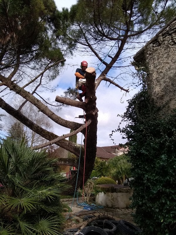 tarif élagage en Gironde Gimat Paysage