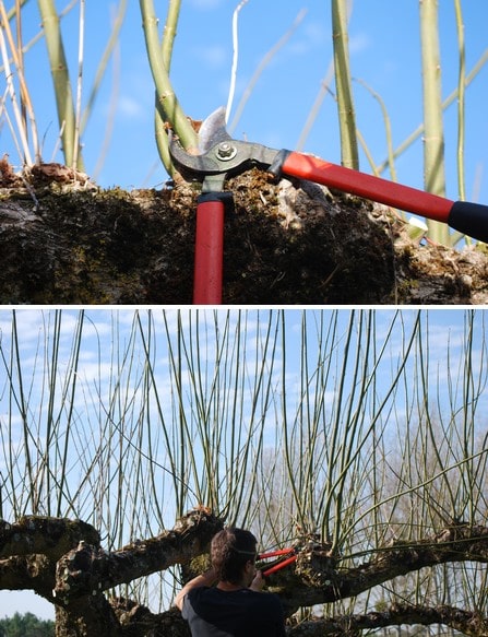 taille de haie en Sud Gironde