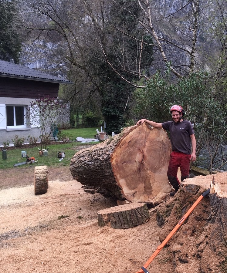 abattage d'arbres en sud gironde