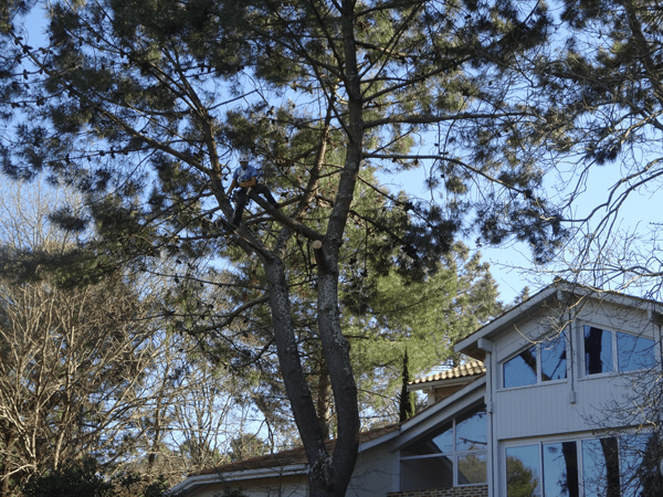 élagage de pins à Captieux