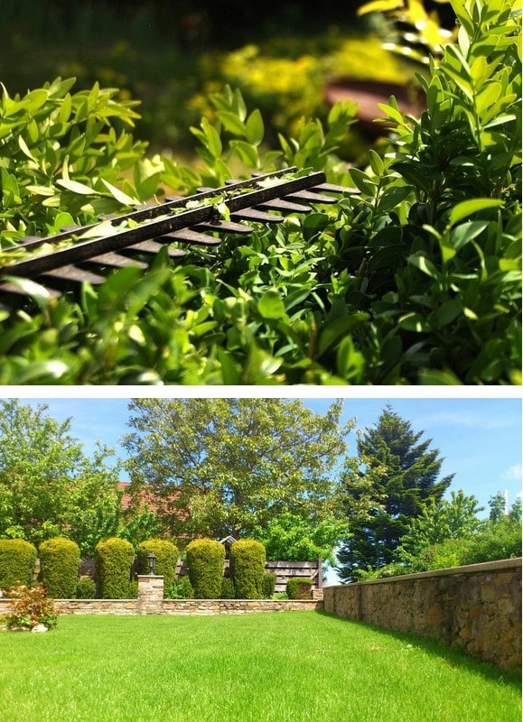 Taille de haie à Bazas