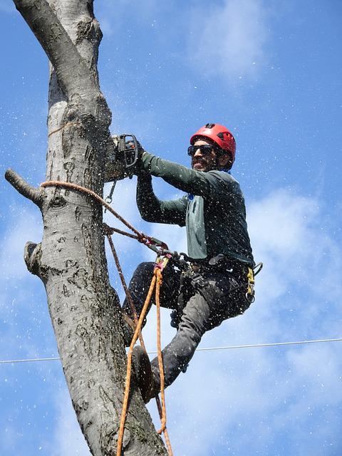 légalité abattage d'arbre