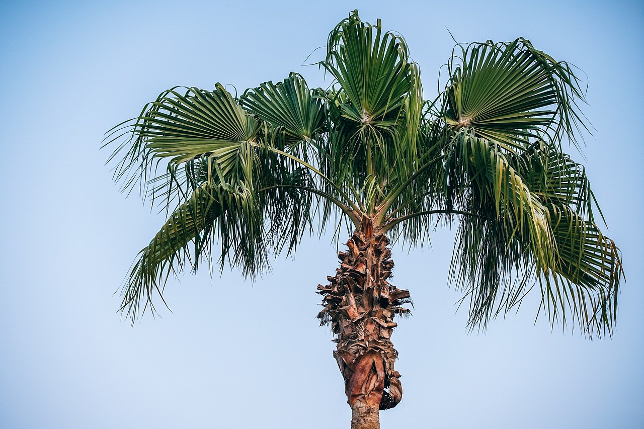 abattage de palmier