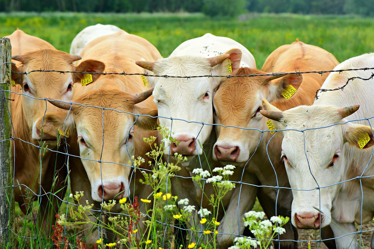 Comment réaliser une clôture agricole avec grillage souple ?