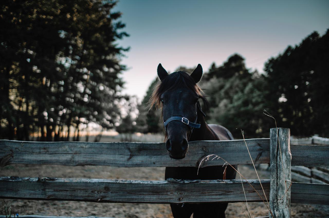 réaliser une clôture pour chevaux