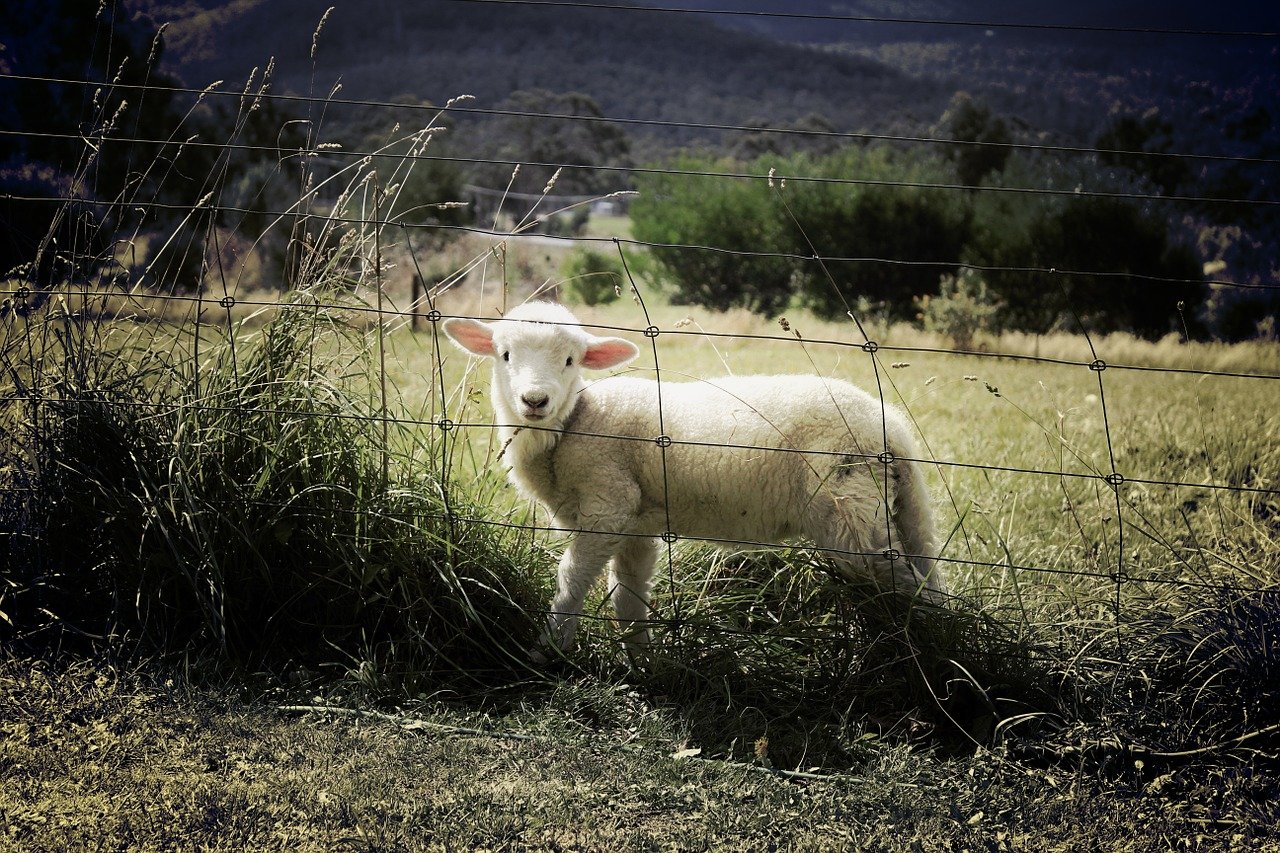 clôture pour moutons