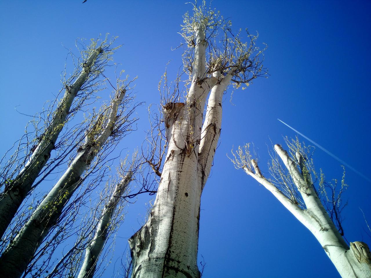 haubanage d'un arbre