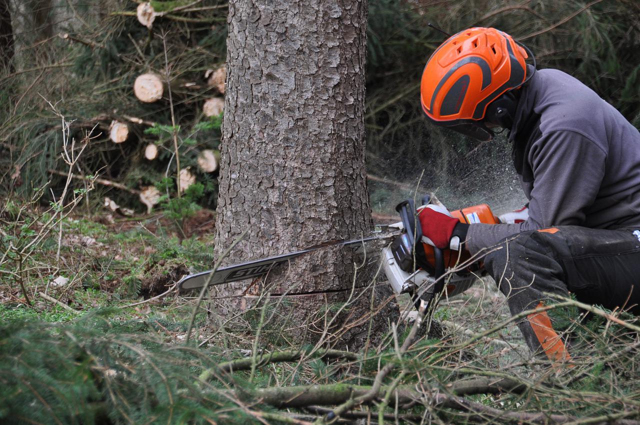 technique d'abattages d'arbres